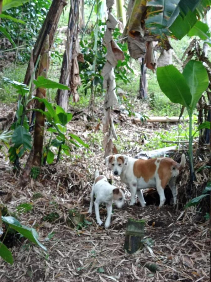 Alojamiento Rural Jardin Consentido Εξωτερικό φωτογραφία