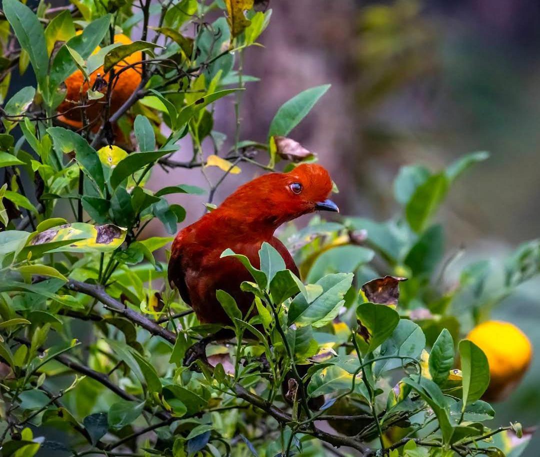 Alojamiento Rural Jardin Consentido Εξωτερικό φωτογραφία